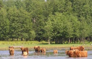 Horsfjärdens Vandrarhem