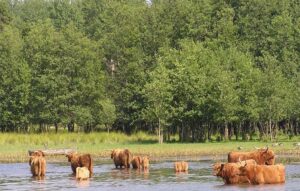 Horsfjärdens Vandrarhem